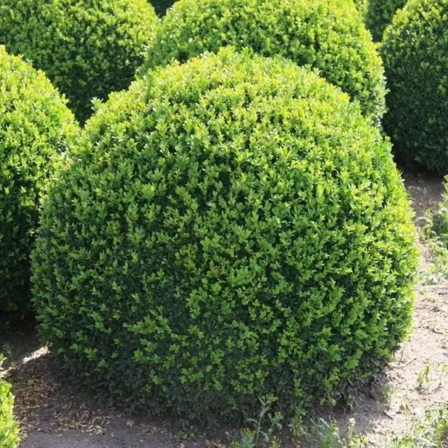 Самшит горщик 3л