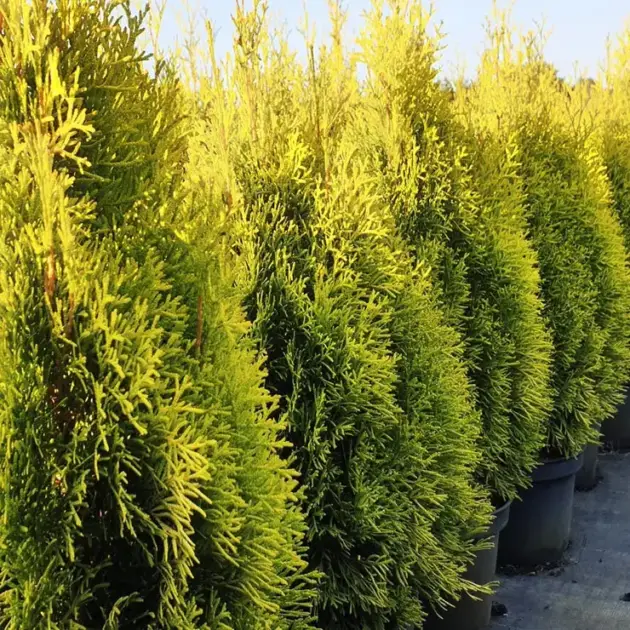 Туя Golden Smaragd горщик 5л