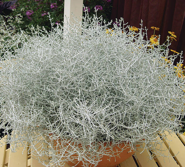 Калоцефалос