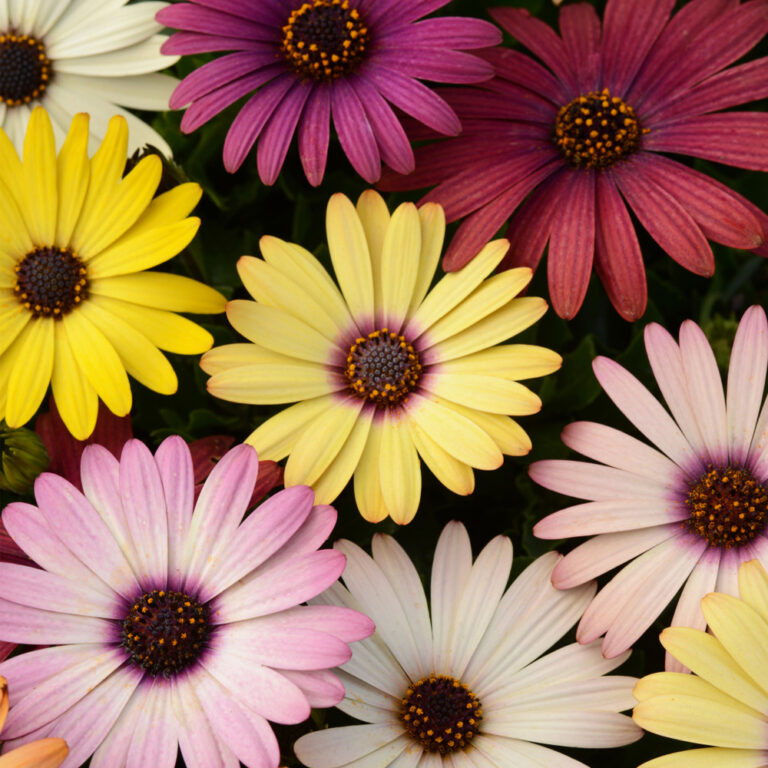 Остеоспермум