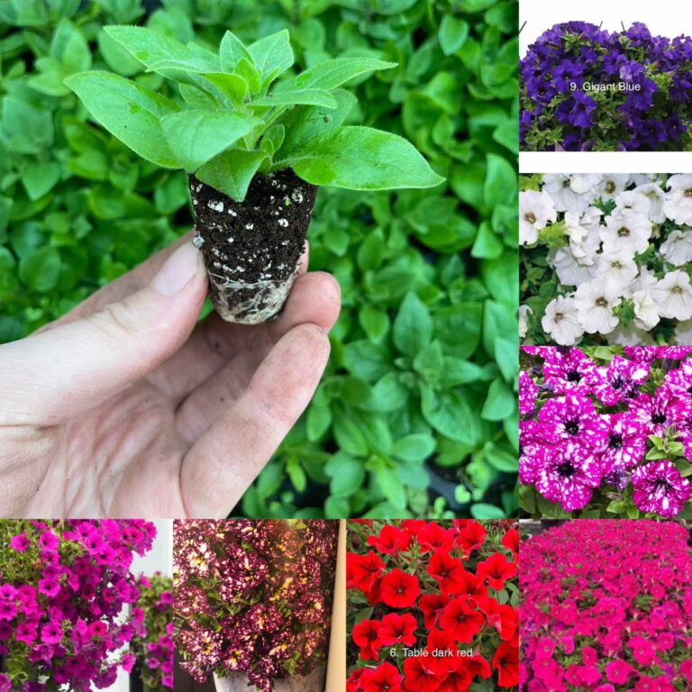 Сурфінія 10 різних