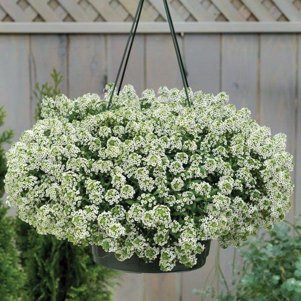 Алісіум (Лобулярія) горщик ф10