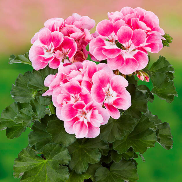 Зональна Пеларгонія