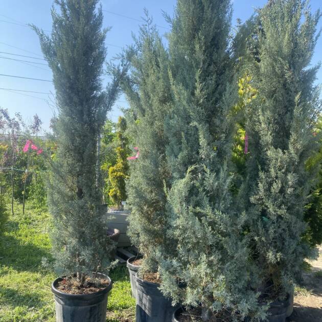 Кипарисовик горщик 5л