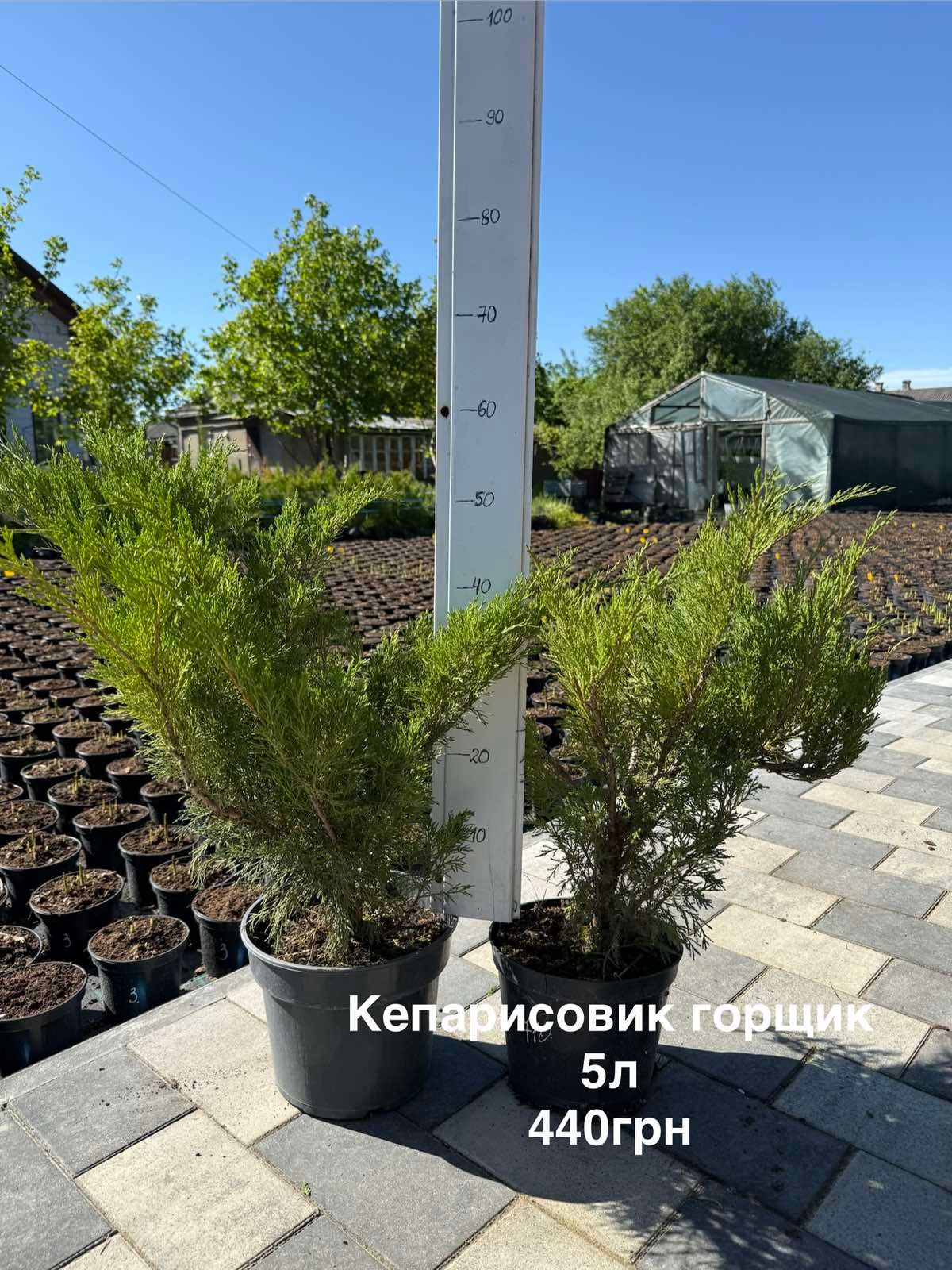 Кипарисовик горщик 5л (висота 50/70см) - Зображення 2