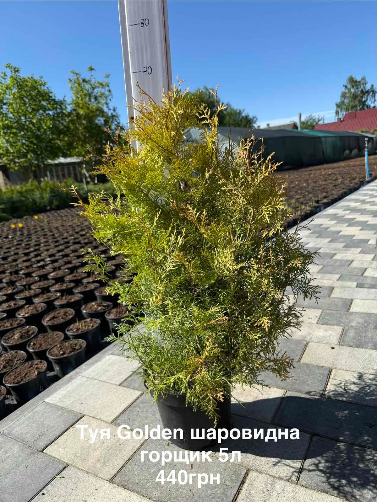 Туя Golden Шаровидна горщик 5л висота 60\70см - Зображення 3