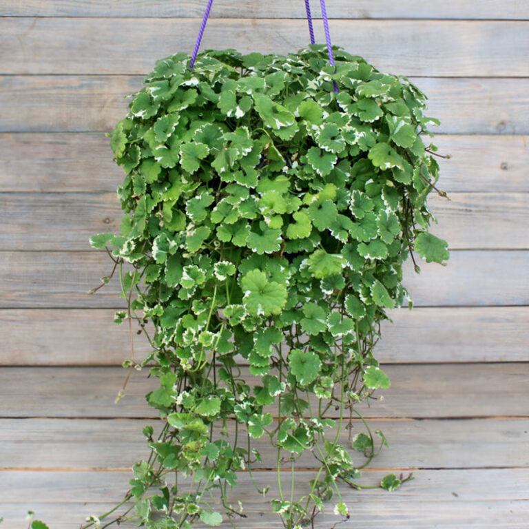 Будра зелена та варієгатна