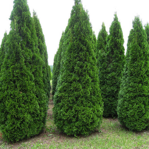 Туя Smaragd горщик 1,5л висота 60\70 см