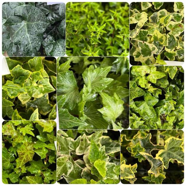 Морозостійкий плющ 10 різних сортів