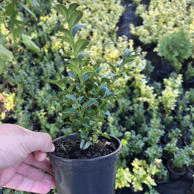 Самшит горщик ф11