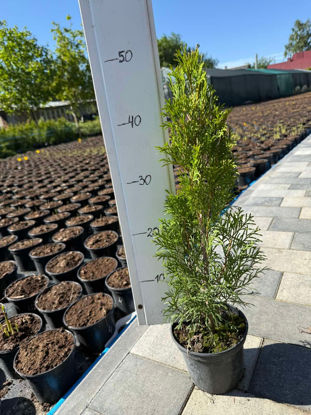 Туя Smaragd горщик 1,5л висота 40/50см - Зображення 2