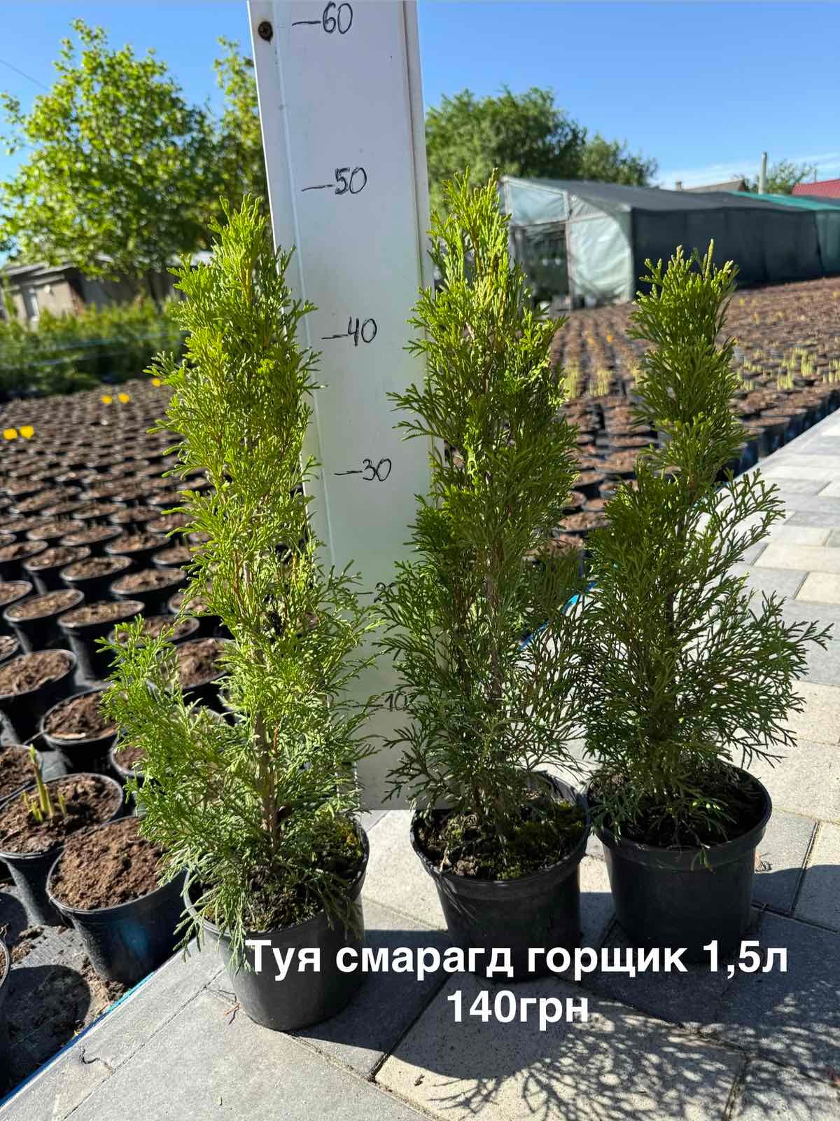 Туя Smaragd горщик 1,5л висота 40/50см - Зображення 3