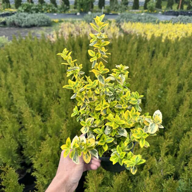 Ампельний бересклет "Форчуна" у горщику 1,5л