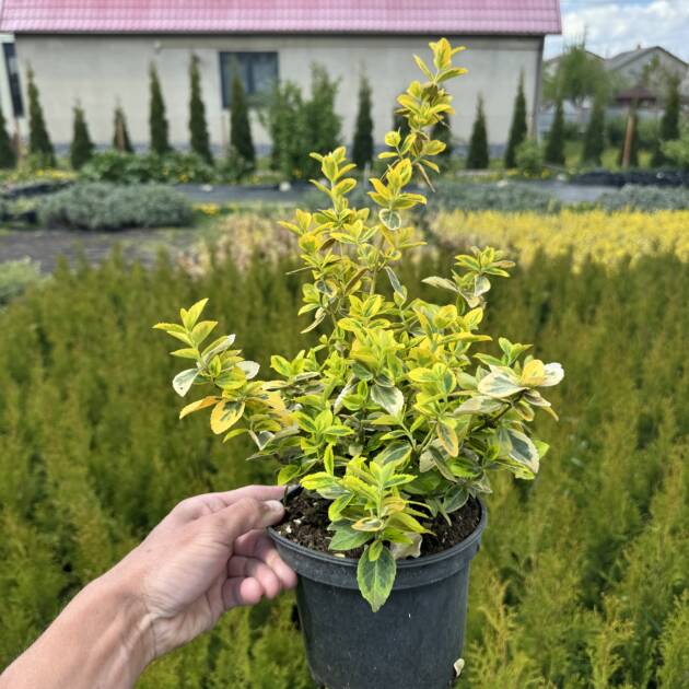 Бересклет "Форчуна" горщик 1,5л