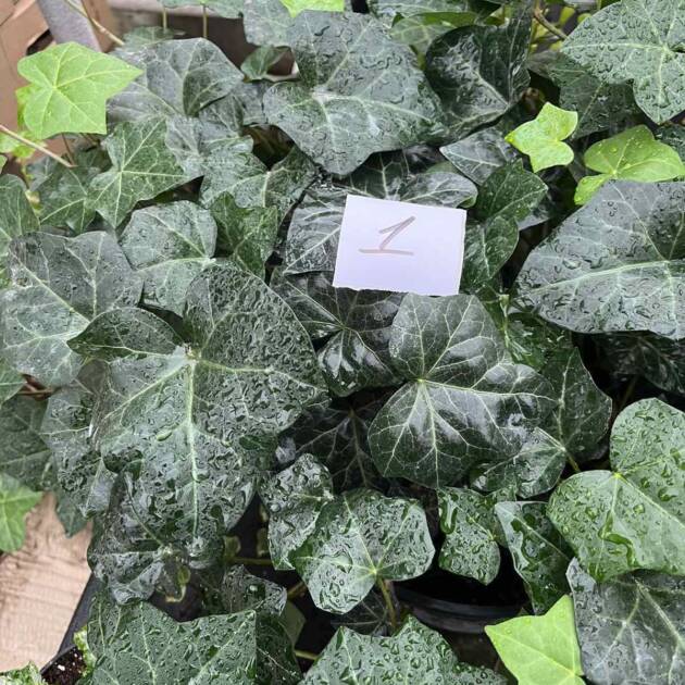 Морозостійкий плющ 1. (10шт)