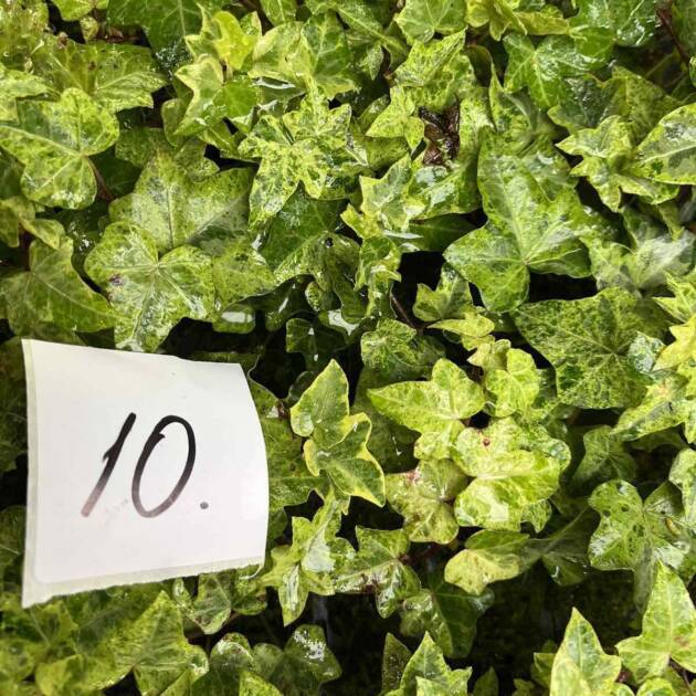 Морозостійкий плющ 10. (10шт)