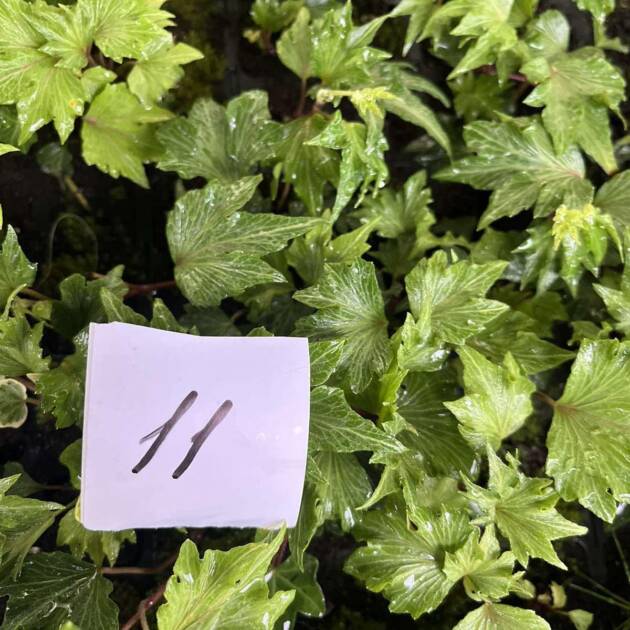 Морозостійкий плющ 11. (10шт)