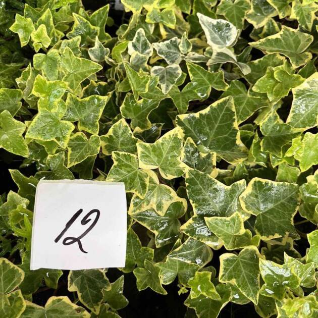 Морозостійкий плющ 12. (10шт)