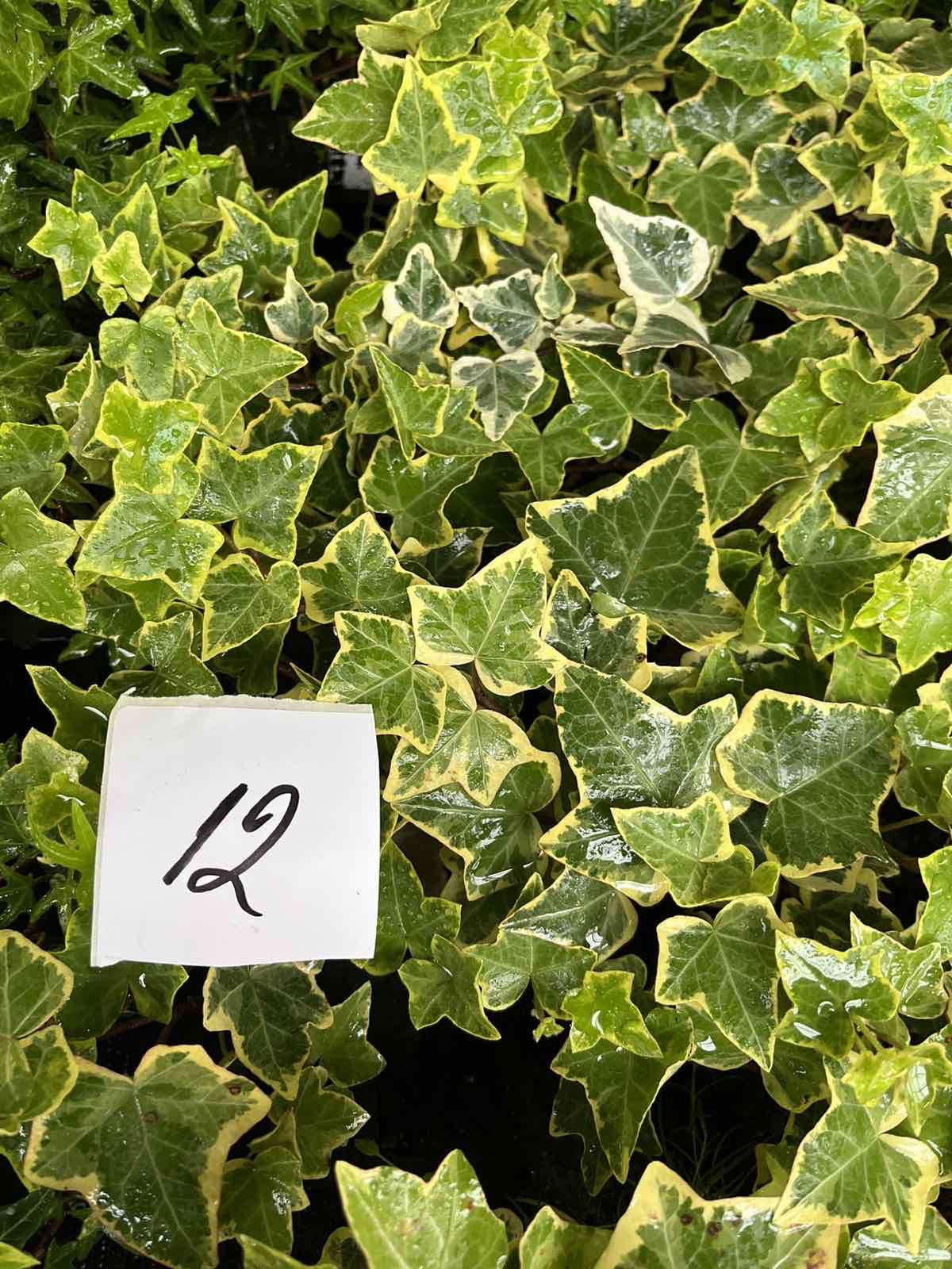 Морозостійкий плющ 12. (10шт)