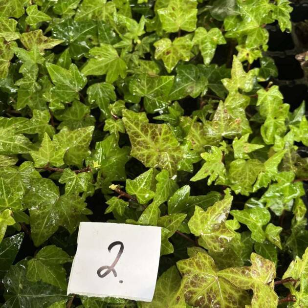 Морозостійкий плющ 2. (10шт)