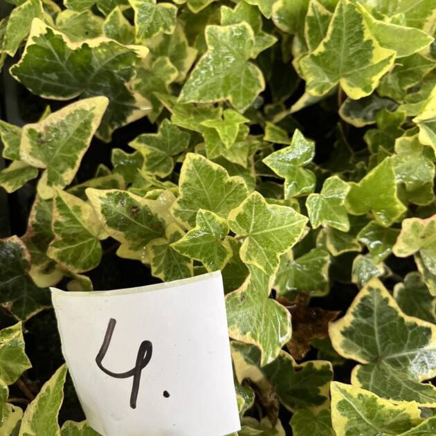 Морозостійкий плющ 4. (10шт)