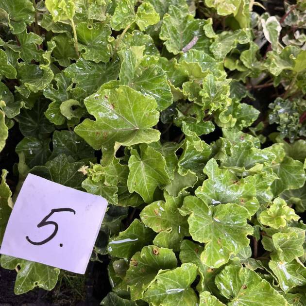 Морозостійкий плющ 5. (10шт)