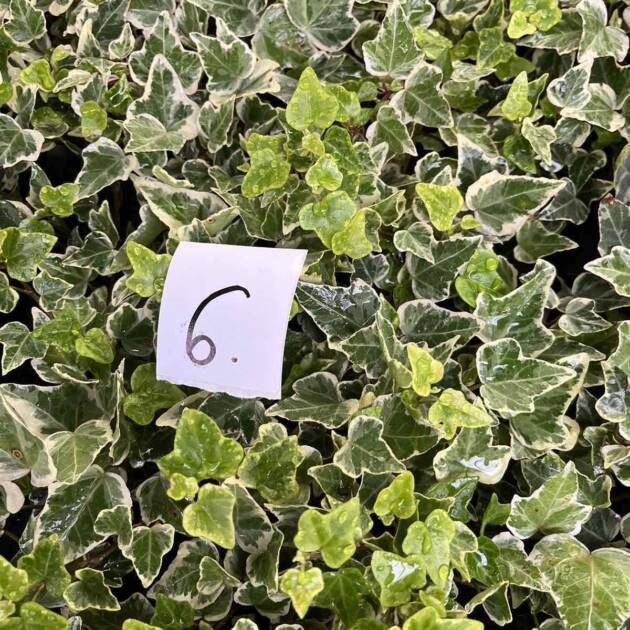 Морозостійкий плющ 6. (10шт)