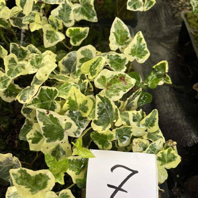 Морозостійкий плющ 7. (10шт)