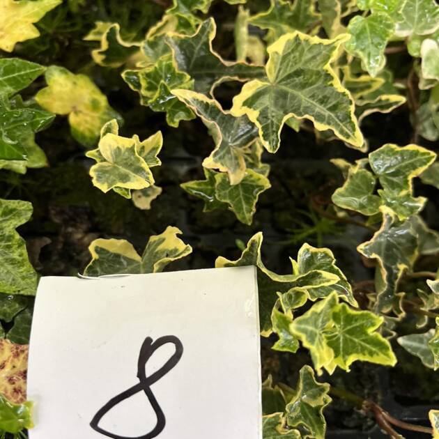 Морозостійкий плющ 8. (10шт)