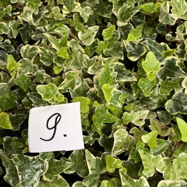 Морозостійкий плющ 9. (10шт)