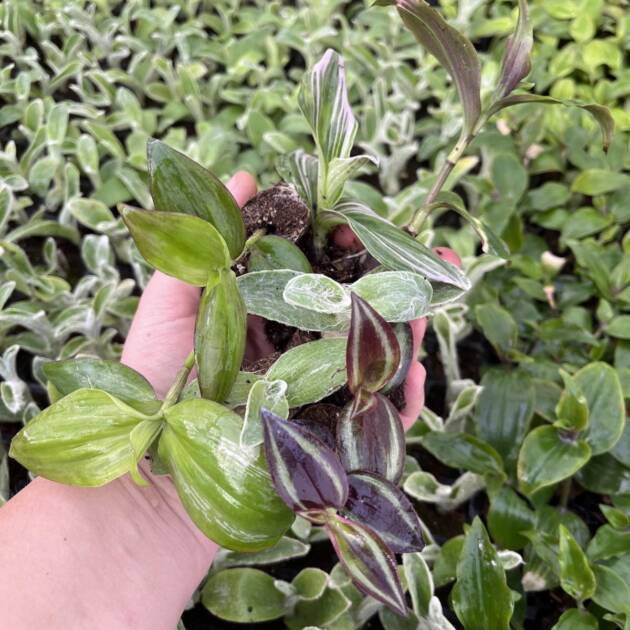 Саджанці традесканції 10 шт ( 3-6 різні)