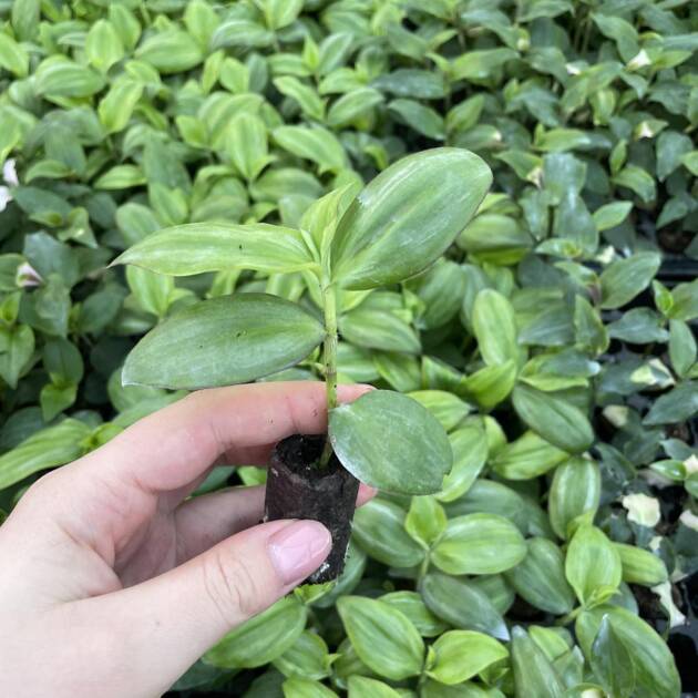 Саджанці традесканції зелено-дрібної 5шт