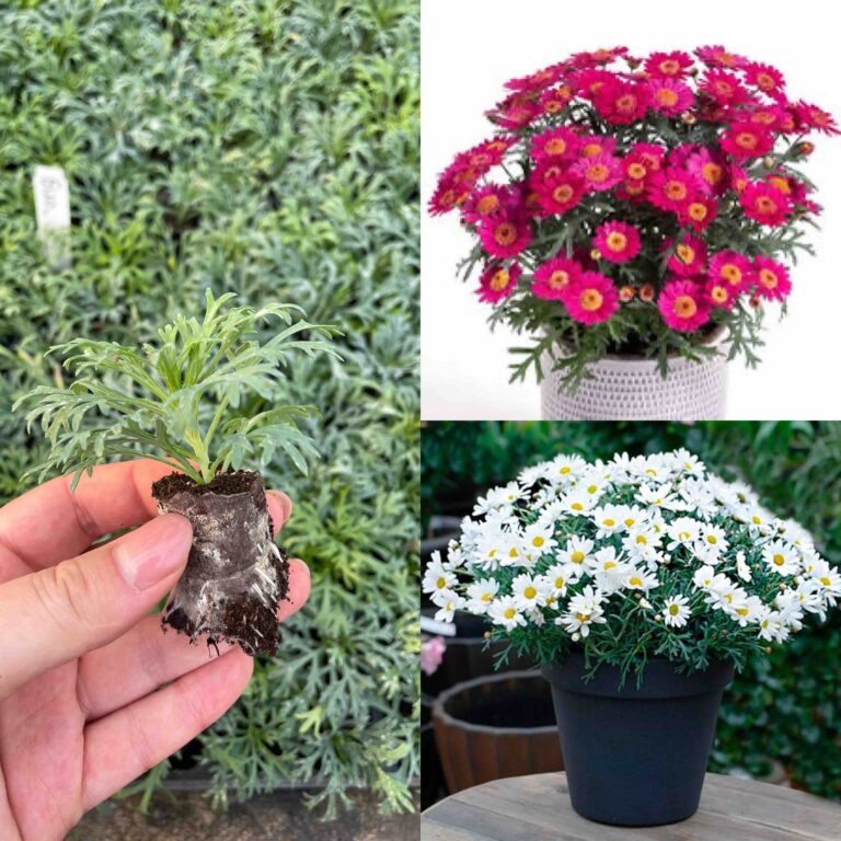 Аргірантемум