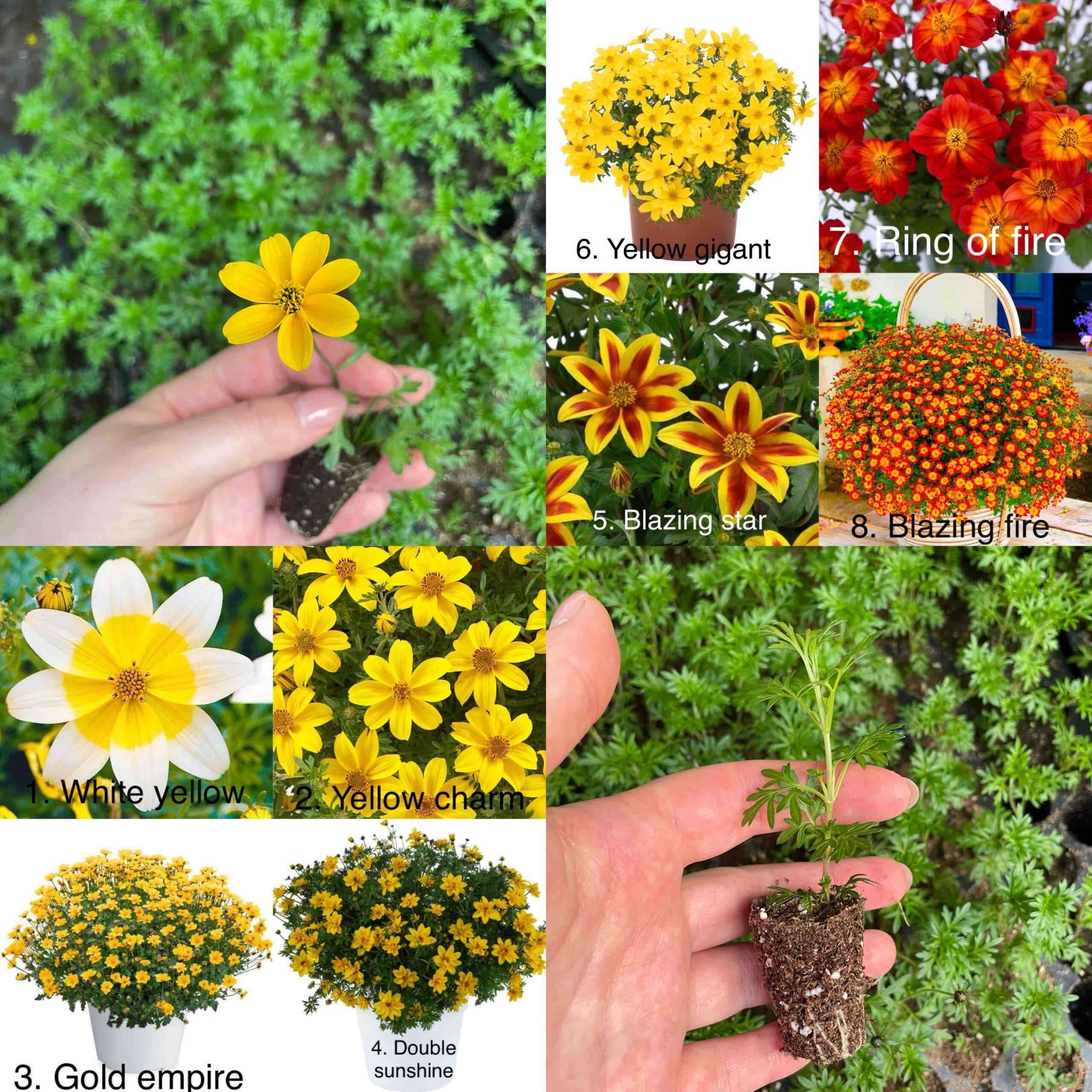 Біденс мікс кольори 5шт - Зображення 4