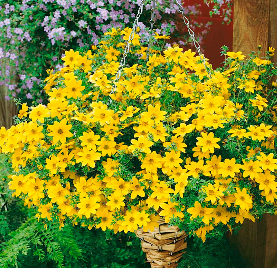 Біденс мікс кольори 5шт - Зображення 3