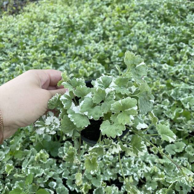 Будра варієгатна 10шт