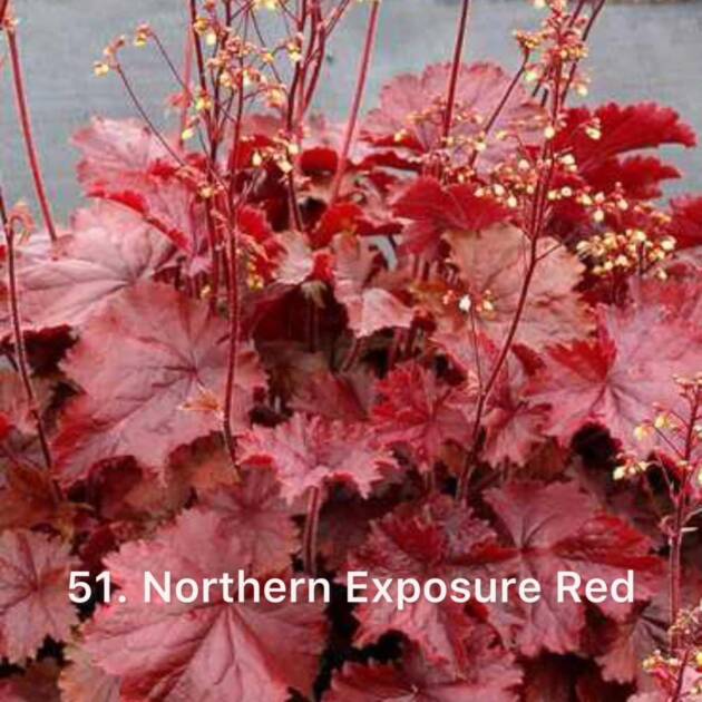 Гейхера 51.Northern Exposure Red ф10