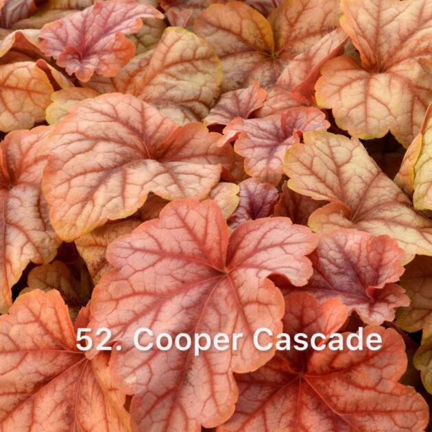 Гейхера 52.Cooper Cascade ф10