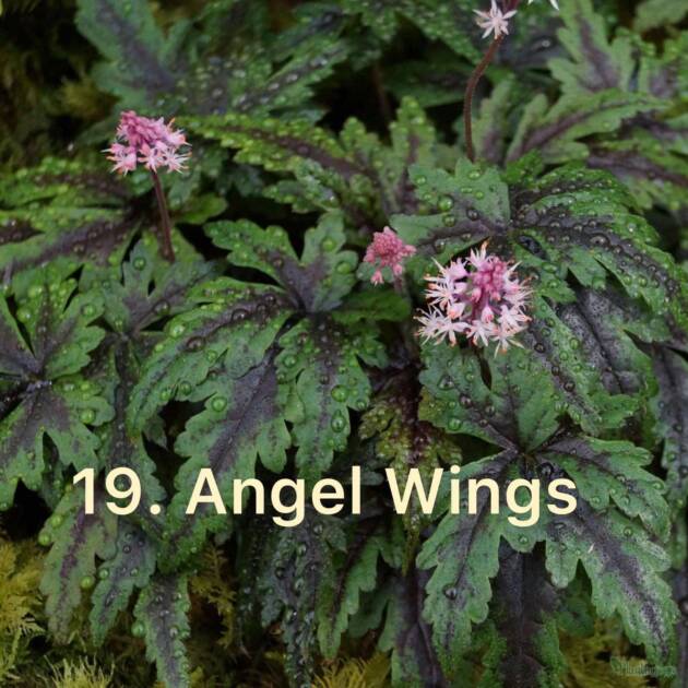 Гейхера 19. Angel Wings ф10