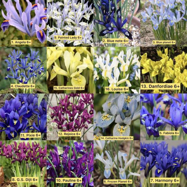 Іриси ретикулята 10 шт (5-10 різних)