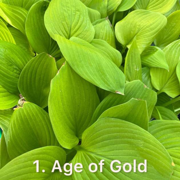 Хоста 1.Age Of Gold