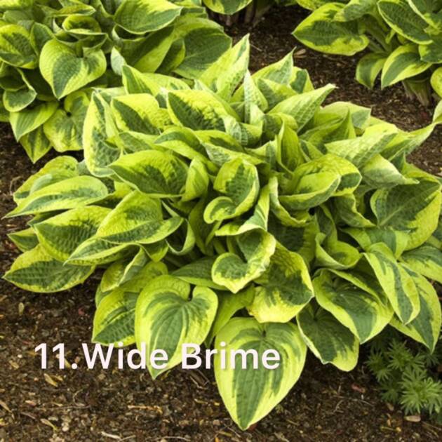 Хоста 11.Wide Brime