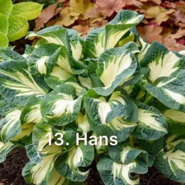 Хоста 13.Hans