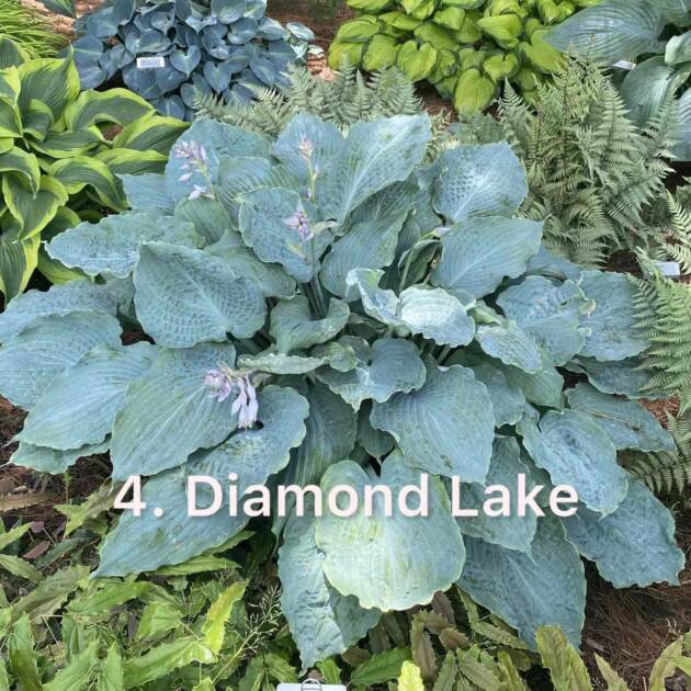 Хоста 4. Diamond Lake