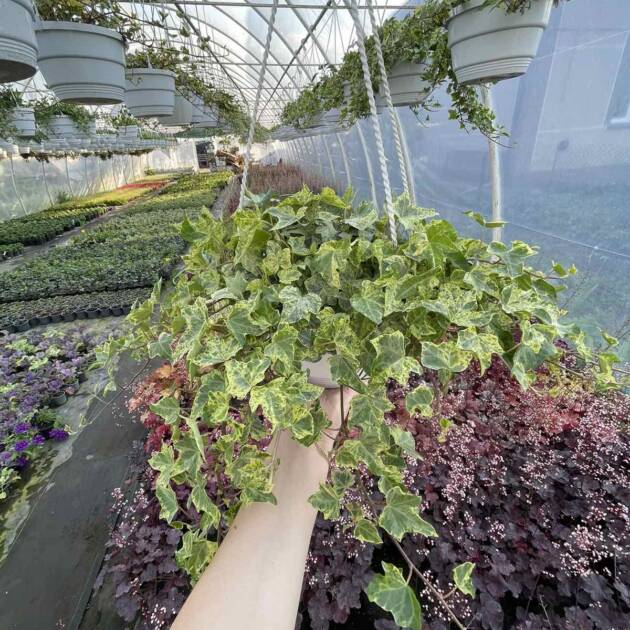 Плющ підвісне кашпо