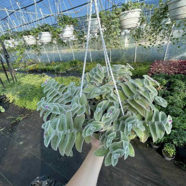 Традесканція 5.