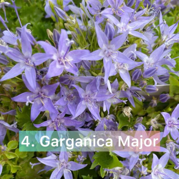 Кампанула морозостійка 4.Garhganica Major горщик ф12