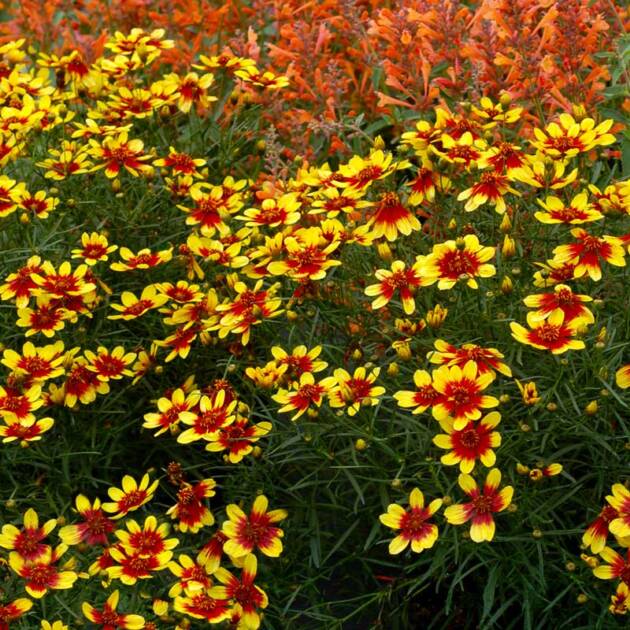 Кореопсіс 5. Firefly горщик ф10