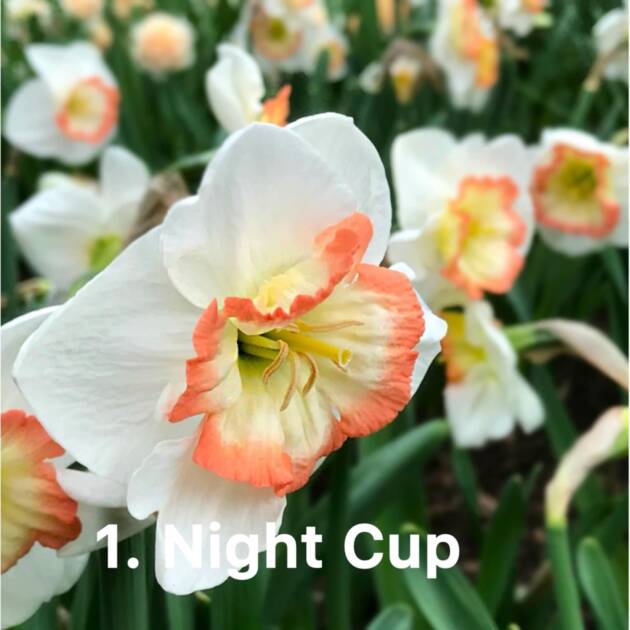 Нарцис 1. Night Cap горщик ф10