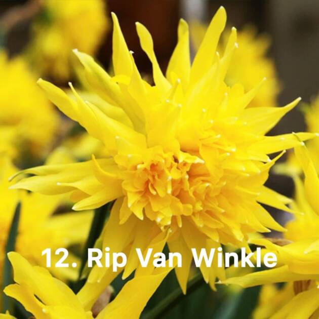 Нарцис 12. Rip van Vincal горщик ф10